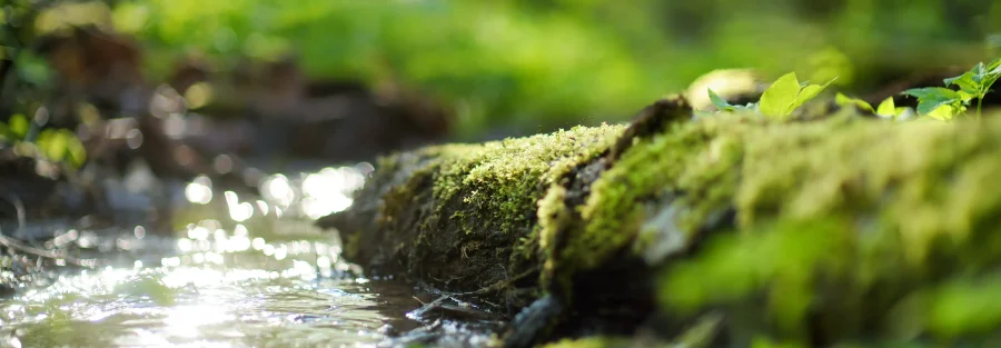 A peaceful, close-up image of a small stream flowing over a moss-covered log in a lush, green forest. Sunlight reflects off the water, creating a serene and natural atmosphere. This tranquil scene emphasizes the importance of water resources, illustrating the critical role that water rights in Idaho play in preserving natural beauty and ensuring sustainable water access for both the environment and human use.