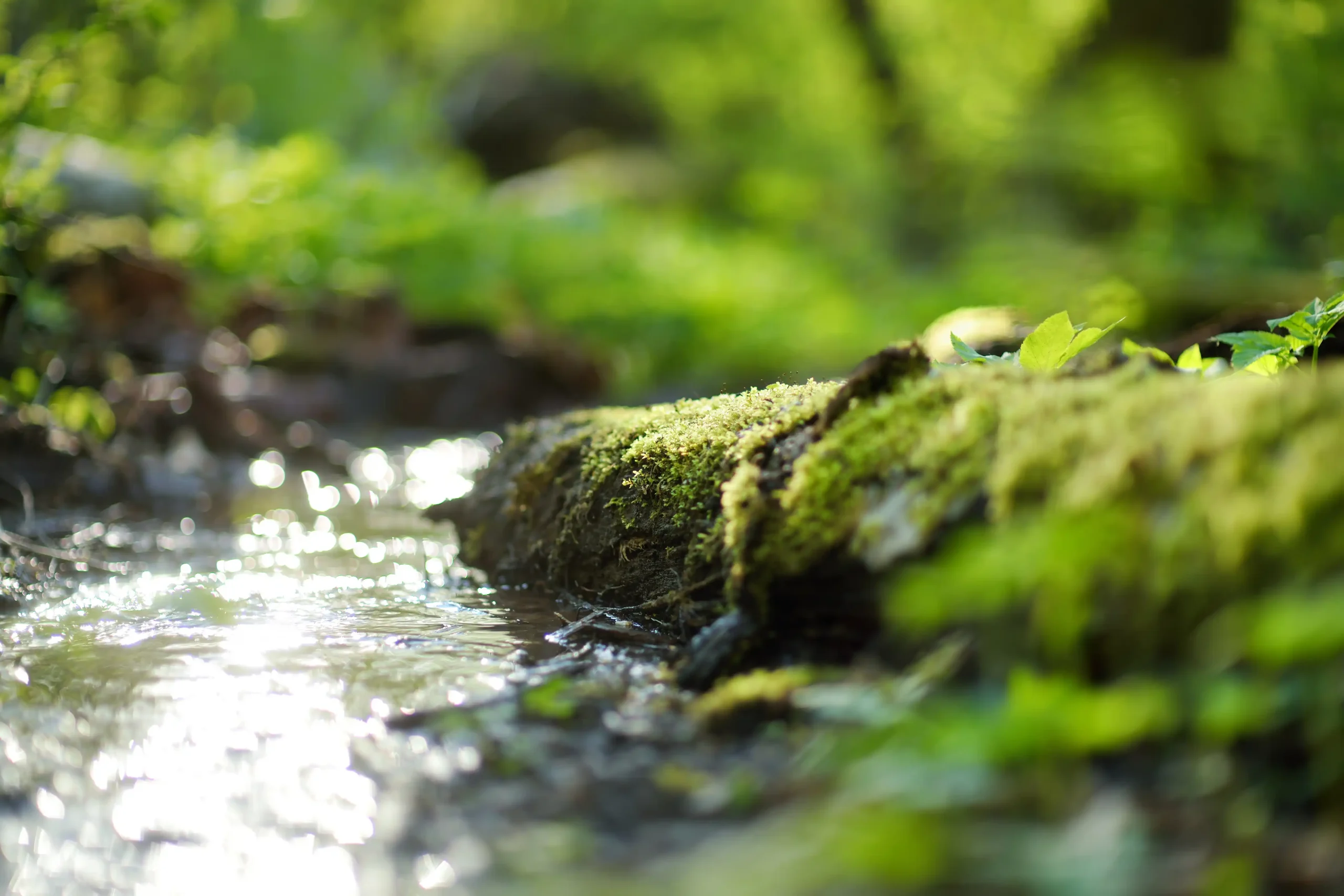 A peaceful, close-up image of a small stream flowing over a moss-covered log in a lush, green forest. Sunlight reflects off the water, creating a serene and natural atmosphere. This tranquil scene emphasizes the importance of water resources, illustrating the critical role that water rights in Idaho play in preserving natural beauty and ensuring sustainable water access for both the environment and human use.